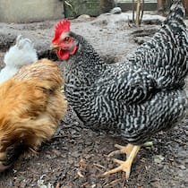 Poulet au Parfum Das Deutsche Sperberhuhn Grace neben zwei Seidenhühnern