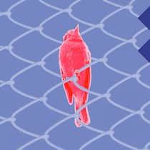 22-Jähriger sollte neun Monate ins Gefängnis – zu Unrecht Collage-Illustration mit einem Vogel hinter Gitter und dem Fehlbefehl-Preis