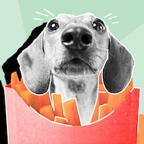 Darf ich meinen Hund essen? Ein Hundekopf in einer Pommestüte vor hellgrünem Hintergrund. Rechtliche Fragen rund um Haustiere.