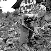 Fremdplatzierte leiden ein Leben lang – und sterben früher Kinderarbeiter leisten Feldarbeit in der Armenerziehungsanstalt «Dorneren» ob Wattenwil im Berner Guerbetal Juli 1954.