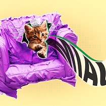 Das macht die Katze froh Ein Kätzchen mit Krone auf einem violetten Sofa mit Sprechblase vor gelbem Hintergrund. Diese Tierrechte haben Hauskatzen.