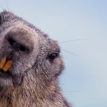Und plötzlich regnet es Murmeli Murmeltier blickt seitlich in die Kamera