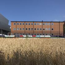 Die Kunst und das Korn Die umplatzierte Installation Honouring Wheatfield - A Confrontation, 2024, der US-Amerikanerin Agnes Denes, vorne, neben einem Fussballplatz, hinten, der fuer den One Year To Go-Event fuer die UEFA Women's Euro 2025 auf dem Messeplatz aufgebaut wurde, in Basel