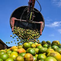 Krise am Zmorgetisch – Orangensaft wird zum Luxus ein Bagger kippt Orangen auf einen Laster - Die Orangensaft-Krise treibt die Preise unseres liebsten Frühstückgetränks hoch. Gleichzeitig sinkt die Qualität