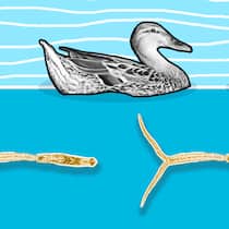 Entenflöhe im Badesee – so schützen Sie sich Enten auf dem Wasser, darunter zwei Entenflöhe in Übergrösse. Wie man sich vor Entenflöhen schützt.