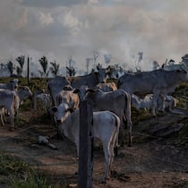 Migros und Coop lösen Versprechen nicht ein Rinder weiden neben gerodetem Amazonaswald