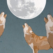 1996 kam der Wolf zurück in die Schweiz – wie es ihm ergeht Illustration Wölfe: Umstrittener Räuber 1996 kam der Wolf zurück in die Schweiz – wie es ihm ergeht Er beschäftigt nicht nur die Politik – eine kurze Geschichte des Wolfes in der Schweiz