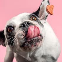 Diese Leckerli machen Ihren Hund krank Hund mit Guetsli