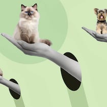 So fühlt sich Ihr Haustier wohl Eine Katze, ein Hund und ein Hase auf einer Hand vor grünem Hintergrund. Wie sich Haustiere wohlfühlen.