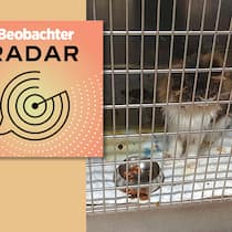 Wenn Tiere im Spital nicht genesen, sondern krank werden Podcast Radar (16) Missstände im Tierspital Zürich