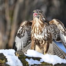 Füttern verboten Mäusebussard im Schnee (Symbolbild); Glosse zu Wildtieren Mäusi hat Hunger Eine Seniorin aus dem Zürcher Oberland will einem hungrigen Mäusebussard helfen. Und landet vor Gericht.