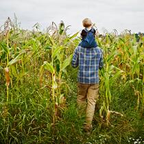 So viel verdienen die Schweizer Landwirte wirklich Bauer mit Kind auf den Schultern in einem Maisfeld - Der Schweizer Bauernverband fordert höhere Preise für Landwirtschaftsprodukte. Der Beobachter zeigt, wie es im Portemonnaie eines Schweizer Bauernpaars konkret aussieht