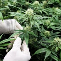 Kanton Zürich warnt vor CBD-Produkten Frederic Couderc, Cofondateur de SwissGrinder Sarl, controle sa production de cannabis legal (CBD) dans les locaux de SwissGrinder Sarl, ce lundi 3 septembre 2018 a Sierre. (KEYSTONE/Anthony Anex)