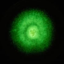 Jetzt kommen die irren Pilze Der Gelbmilchende Helmling leuchtet; Glosse zu Pilzen Plötzlich alles ai funghi Am Anfang zerfällt eine simple Gewissheit, am Schluss singt Peach Weber. Und dazwischen: Pilze. Ganz viele davon.