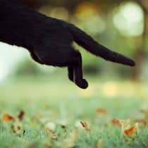 So vertreiben Sie Nachbars Büsi aus Ihrem Garten Schwarze Katze springt aus dem Bild. Im Hintergrund ist ein Garten. Wie man Katzen aus Gärten fernhält.