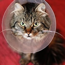 Dank Spenden können Coco und Alba zum Tierarzt Katze mit Halskrause