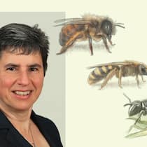«Die meisten Insektenhotels sind leider unbrauchbar» Porträt von Sabine Oertli und Illus von Bienen - Fast 600 Wildbienenarten leben in der Schweiz. Dennoch erkennen viele keine einzige. Biologin Sabine Oertli stellt ein paar vor – und sagt, wie man ihnen helfen kann