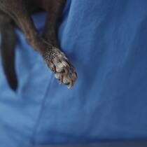 Lästig gewordenes Haustier? Einschläfern bleibt erlaubt A close-up photo of a dog's paw over a blue veterinary apron in a clinic setting
2513080331