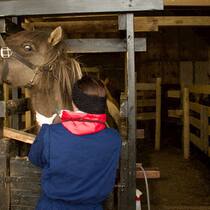 Für Parmaschinken werden in Island Ponys gequält A veterinarian gives a local anesthetic to a mare before inserting the cannula for bleeding at a 'blood farm' near Selfoss, Iceland on September 30, 2022. - On an autumn day in a lush green prairie in Iceland, more than a dozen pregnant mares are wai…