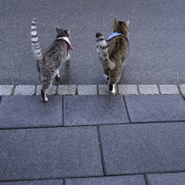 Trendige Siedlung in Zürich verhängt totales Katzen-Verbot KEYPIX -- Zwei Katzen mit Halsband spazieren auf einer Quartierstrasse, fotografiert am Dienstag, 7. Januar 2025 in Orpund. (KEYSTONE/Christian Beutler)
SCHWEIZ KATZEN