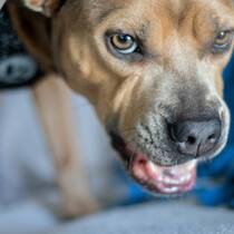Frau erwürgt Hund und plädiert auf Notwehr Ein Kampfhund greift eine Frau an - sie erwürgt ihn zu Tode