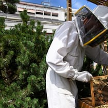 Bienenkot auf Wäsche und Sonnenschirm sorgt für Streit Ein Imker arbeitet an Bienenkästen in einem Lausanner Wohnquartier