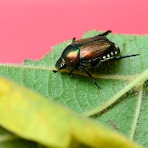 Vier Fragen und Antworten zum Japankäfer Louisville, CO USA- August 21, 2022: The Japanese Beetle (Popillia japonica) is an Invasive Species. This pest feeds on the flowers, leaves or fruit of over 300 different types of plants. In their Larval or Grub stage, they eat the roots of lawn grass causing the grass to die.