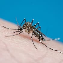 Das müssen Sie zum Zika-Virus wissen Asiatische Tigermücke beisst in menschliche Haut.