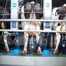 Kuh gegen Melk-Roboter Was tun, wenn die Kuh den Melkroboter sabotiert?