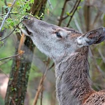 «Es ist höchste Zeit, dass gehandelt wird» Hirsch knabbert an Bäumchen