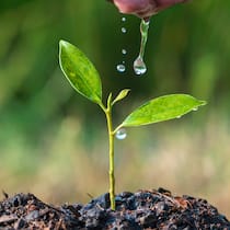 Dank Spenden Gemüse ernten Pflänzchen wird gegossen