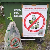 Der Sack für fremde Fötzel Abfallsack für Neophyten vor Grüncontainer: Invasive Pflanzen – Abfallsack für unerwünschte Neophyten