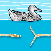 Wie Sie sich vor Entenflöhen im Badesee schützen Enten auf dem Wasser, darunter zwei Entenflöhe in Übergrösse. Wie man sich vor Entenflöhen schützt.