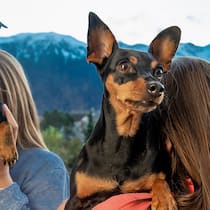 «Wir wollen nicht ins Heim» Pflegekinder verdecken ihr Gesicht mit Hunden