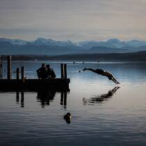 Herr Keller muss einfach schwimmen Mann springt in einen See bei Sonnenuntergang. Ein friedlicher Abend am Greifensee – ausserhalb der Badi