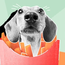 Darf ich meinen Hund essen? Ein Hundekopf in einer Pommestüte vor hellgrünem Hintergrund. Rechtliche Fragen rund um Haustiere.