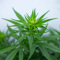 In Deutschland kifft es sich bald legal – was das für die Schweiz bedeutet Umstrittenes Kraut: Deutschland will Cannabisprodukte erlauben. In der Schweiz ist man davon weit entfernt – und in manchen Kantonen wird Kiffen immer noch rigoros gebüsst.