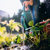 Pflanzen giessen mit wenig Wasser Eine Gärtnerin giesst Pflanzen