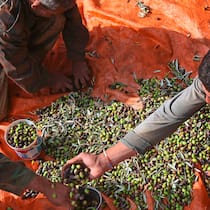 Der billige Trick mit «Extra Vergine» Arbeiter bei der Olivenernte