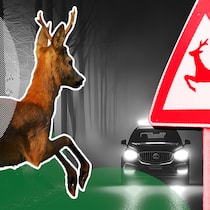 Was Sie bei einem Wildunfall tun müssen Ein Reh will in der dunklen Nacht bei Nebel eine Strasse überqueren, die mit einem Gefahrenschild «Wildwechsel» versehen ist - Besonders im Herbst erhöht sich die Gefahr für Wildunfälle auf Schweizer Strassen. Das sollten Autofahrer tun, wenn es zu einem Zusammenprall kommt.