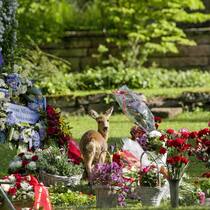 Wie Rehe den Friedhof für sich entdeckten Im Basler Friedhof am Hörnli machten sich Rehe breit – das durfte nicht sein