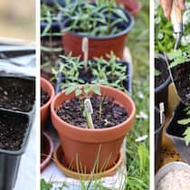 Tomaten selber ziehen – eine Anleitung in 6 Schritten Tomatensamen, im Topf und beim Umtopfen