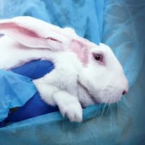 Wie viel Leid darf sein? Laborant hält Versuchskaninchen