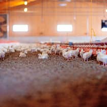 Das Problem mit der Pouletmast Masthalle mit Hühnern