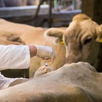 «Resistente Bakterien gelangen vom Tier auf den Menschen» Tierarzt behandelt Kuh mit Spritze in den Rücken