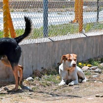 Besser kastrieren als importieren Strassenhunde