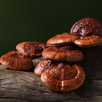 Vitalpilz ist ein reiner Marketing-Begriff Der Glänzende Lackporling - Egal, was die Anbieter von sogenannten Vitalpilz-Präparaten versprechen: Verlässliche wissenschaftliche Beweise gibt es bis jetzt nicht