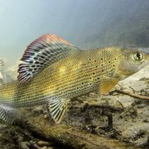 Wenn es den Fischen zu heiss wird Eine undatierte Aufnahme einer Aesche, Thymallus.thymallus, dem Schweizer Fisch des Jahres 2016.
