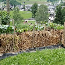 Dank Stroh mehr Gemüse ernten Gemüse auf Strohballen bringt mehr Ertrag