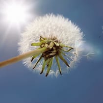 Todesfall: Nichts ist mehr so, wie es war Pusteblume